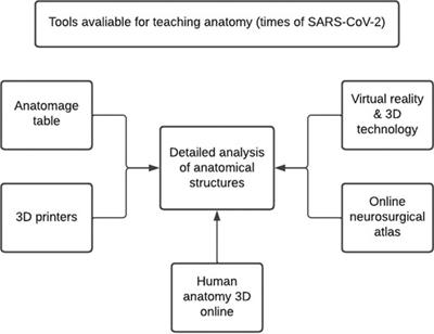 Diffusion of Technology in the Teaching of Neuroanatomy in Times of Pandemic: A Medical and Academic Perspective on Learning